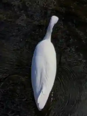 下高井戸八幡神社(東京都)
