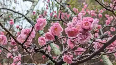 長岡天満宮(京都府)
