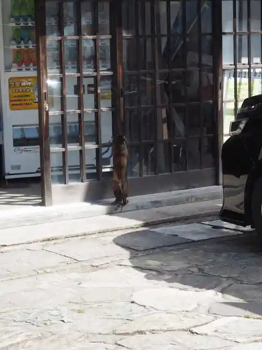 美保神社の動物