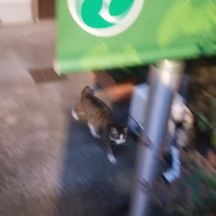 烏森神社の動物