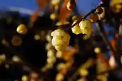 清水寺の自然