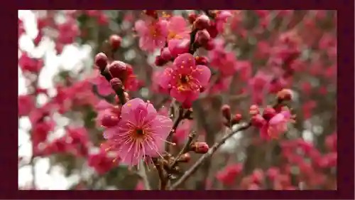 賀茂別雷神社(栃木県)