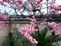 法応寺の{uncategorized: "未分類", other: "その他", undefined: "問題あり", building: "その他建物", grave: "お墓", sacred_gate: "鳥居", guardian: "狛犬", statue: "像", buddha: "仏像", history: "歴史", nature: "自然", garden: "庭園", animal: "動物", pagoda: "塔", temizu: "手水舎", mountain_gate: "山門・神門", sanctuary: "本殿・本堂", subordinate: "末社・摂社", art: "芸術", scenery: "景色", jizo: "地蔵", ema: "絵馬", goshuin: "御朱印", omikuji: "おみくじ", items: "授与品その他", amulet: "お守り", goshuincho: "御朱印帳", eats: "食事", festival: "お祭り", votive_dance: "神楽", shichigosan: "七五三参", wedding: "結婚式", experience: "体験その他", initially: "初詣", around: "周辺", anti_infection: "感染症対策"}