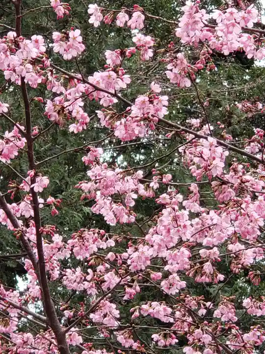 櫻木神社の自然
