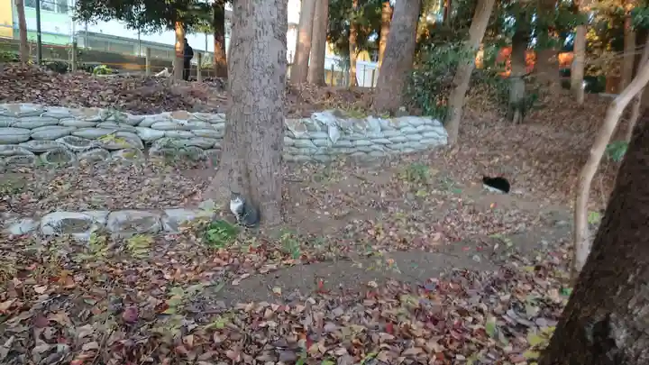 前原御嶽神社の動物