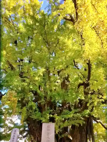 善福寺(東京都)