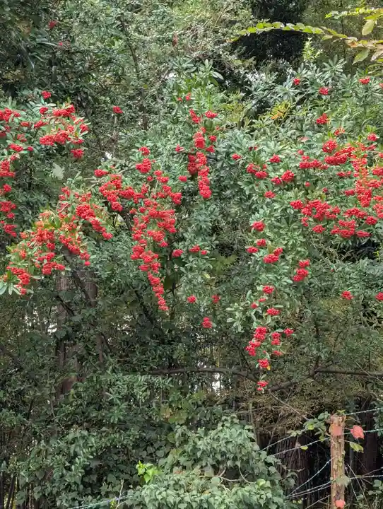 藏王高根神社(神奈川県)