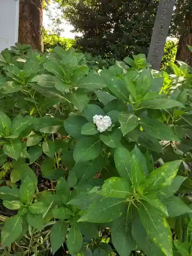 佐野原神社の自然