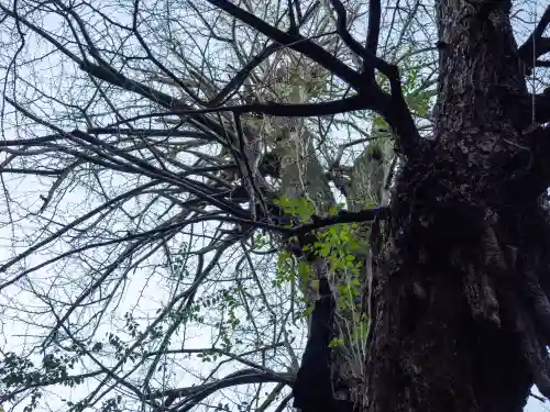 赤坂氷川神社(東京都)