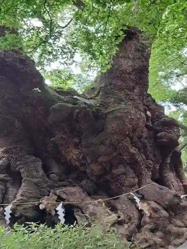 來宮神社(静岡県)
