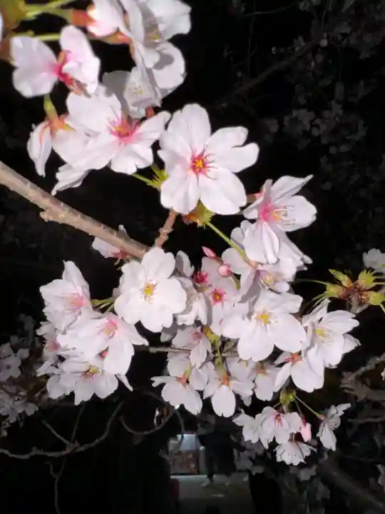 八坂神社(祇園さん)の{uncategorized: "未分類", other: "その他", undefined: "問題あり", building: "その他建物", grave: "お墓", sacred_gate: "鳥居", guardian: "狛犬", statue: "像", buddha: "仏像", history: "歴史", nature: "自然", garden: "庭園", animal: "動物", pagoda: "塔", temizu: "手水舎", mountain_gate: "山門・神門", sanctuary: "本殿・本堂", subordinate: "末社・摂社", art: "芸術", scenery: "景色", jizo: "地蔵", ema: "絵馬", goshuin: "御朱印", omikuji: "おみくじ", items: "授与品その他", amulet: "お守り", goshuincho: "御朱印帳", eats: "食事", festival: "お祭り", votive_dance: "神楽", shichigosan: "七五三参", wedding: "結婚式", experience: "体験その他", initially: "初詣", around: "周辺", anti_infection: "感染症対策"}