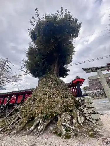 大将軍神社の{uncategorized: "未分類", other: "その他", undefined: "問題あり", building: "その他建物", grave: "お墓", sacred_gate: "鳥居", guardian: "狛犬", statue: "像", buddha: "仏像", history: "歴史", nature: "自然", garden: "庭園", animal: "動物", pagoda: "塔", temizu: "手水舎", mountain_gate: "山門・神門", sanctuary: "本殿・本堂", subordinate: "末社・摂社", art: "芸術", scenery: "景色", jizo: "地蔵", ema: "絵馬", goshuin: "御朱印", omikuji: "おみくじ", items: "授与品その他", amulet: "お守り", goshuincho: "御朱印帳", eats: "食事", festival: "お祭り", votive_dance: "神楽", shichigosan: "七五三参", wedding: "結婚式", experience: "体験その他", initially: "初詣", around: "周辺", anti_infection: "感染症対策"}