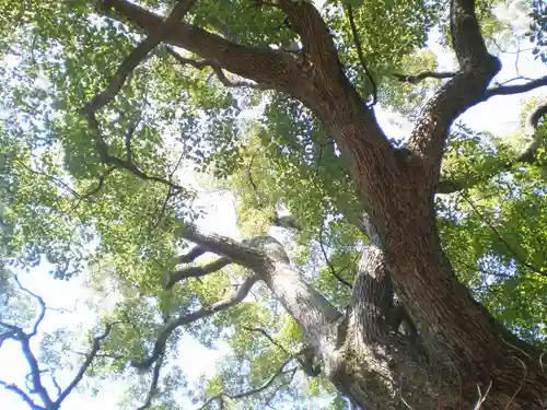 松原神社の自然