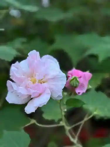 沙沙貴神社(滋賀県)