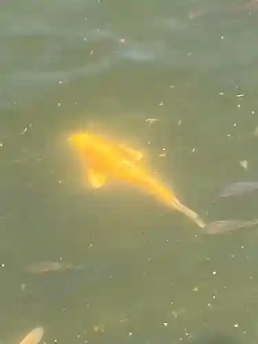 真清田神社の動物