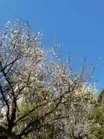 乃木神社の自然