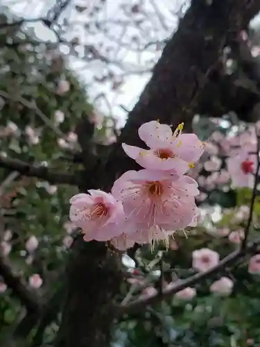 中野沼袋氷川神社の自然