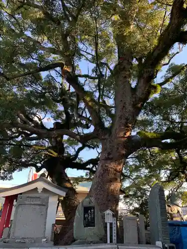 津田八幡神社の自然