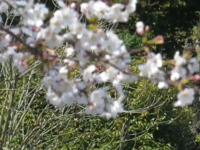 鶴岡八幡宮の自然