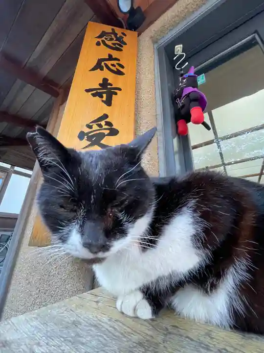 感応寺の動物
