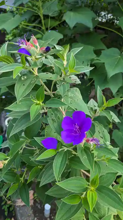 法華寺(京都府)