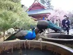 楽法寺（雨引観音）の動物