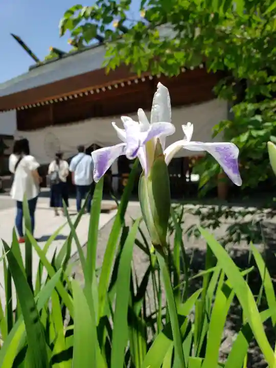 阿佐ヶ谷神明宮(東京都)