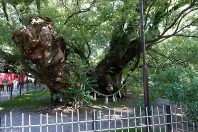 浜松八幡宮(静岡県)