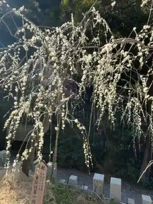 大縣神社の{uncategorized: "未分類", other: "その他", undefined: "問題あり", building: "その他建物", grave: "お墓", sacred_gate: "鳥居", guardian: "狛犬", statue: "像", buddha: "仏像", history: "歴史", nature: "自然", garden: "庭園", animal: "動物", pagoda: "塔", temizu: "手水舎", mountain_gate: "山門・神門", sanctuary: "本殿・本堂", subordinate: "末社・摂社", art: "芸術", scenery: "景色", jizo: "地蔵", ema: "絵馬", goshuin: "御朱印", omikuji: "おみくじ", items: "授与品その他", amulet: "お守り", goshuincho: "御朱印帳", eats: "食事", festival: "お祭り", votive_dance: "神楽", shichigosan: "七五三参", wedding: "結婚式", experience: "体験その他", initially: "初詣", around: "周辺", anti_infection: "感染症対策"}