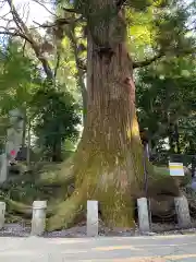 高尾山薬王院の自然