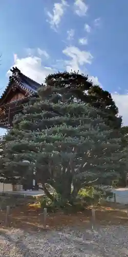 梅宮大社(京都府)