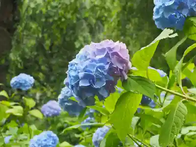 明月院(神奈川県)