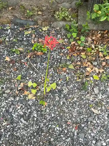朝日氷川神社(埼玉県)