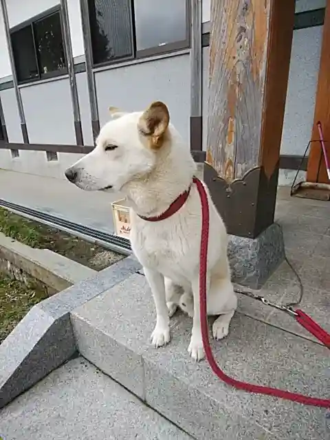 多田野本神社の動物