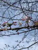 阿佐ヶ谷神明宮の自然