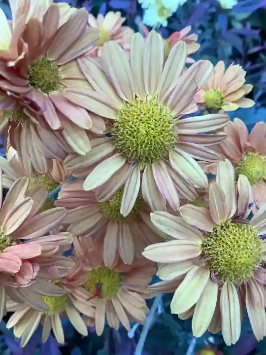 三輪神社の自然