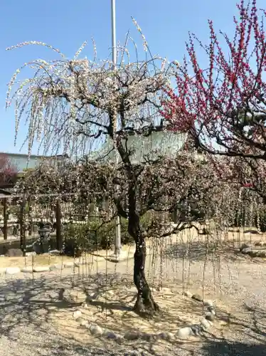結城神社の{uncategorized: "未分類", other: "その他", undefined: "問題あり", building: "その他建物", grave: "お墓", sacred_gate: "鳥居", guardian: "狛犬", statue: "像", buddha: "仏像", history: "歴史", nature: "自然", garden: "庭園", animal: "動物", pagoda: "塔", temizu: "手水舎", mountain_gate: "山門・神門", sanctuary: "本殿・本堂", subordinate: "末社・摂社", art: "芸術", scenery: "景色", jizo: "地蔵", ema: "絵馬", goshuin: "御朱印", omikuji: "おみくじ", items: "授与品その他", amulet: "お守り", goshuincho: "御朱印帳", eats: "食事", festival: "お祭り", votive_dance: "神楽", shichigosan: "七五三参", wedding: "結婚式", experience: "体験その他", initially: "初詣", around: "周辺", anti_infection: "感染症対策"}
