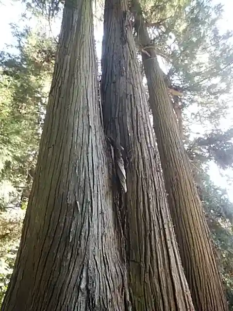 鹿島大神宮の自然