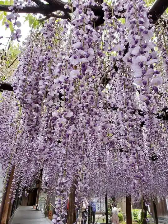 太巌寺(ふじの寺)(三重県)
