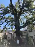大雄寺(東京都)