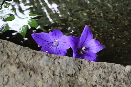 鹿島大神宮の手水