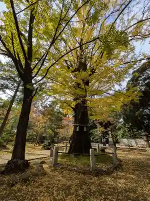 赤坂氷川神社(東京都)