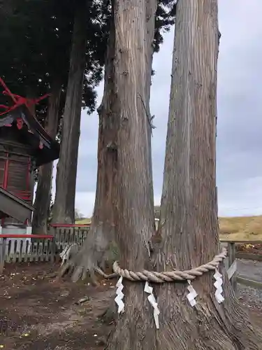 武甕槌神社の自然