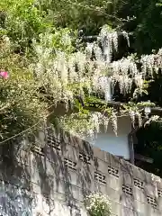 大山祇神社の自然