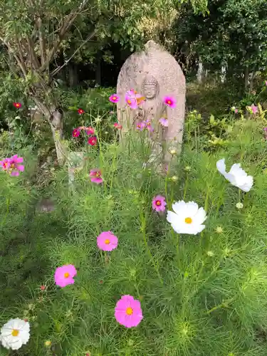 般若寺 ❁﻿コスモス寺❁(奈良県)