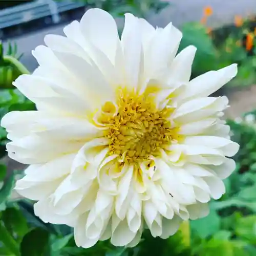 豊景神社の自然