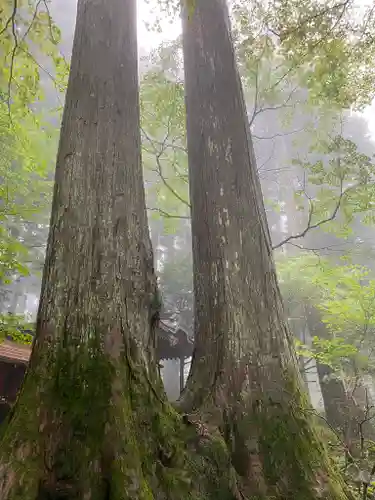 三峯神社の自然