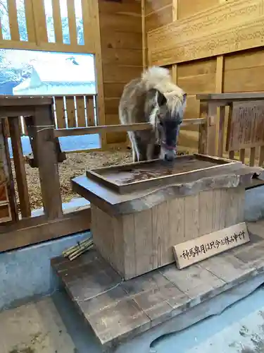 平塚八幡宮の動物