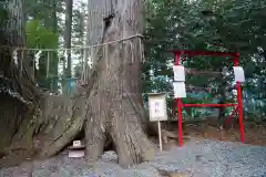 坪沼八幡神社の自然