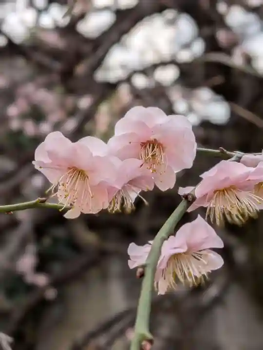 松應寺(東京都)